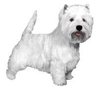 West Highland White Terrier Sağlam, dayanıklı yapıya sahip küçük bir terrier ırkıdır. Kafatası hafifçe kubbeli bir yapıdadır. Koyu renk parlak gözleri, küçük, sivri ve dik duran kulakları vardır.