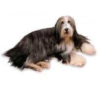 Bearded Collie Hayranları tarafından "Beardie" ismiyle de anılan Bearded Collie, orta büyüklükte, çevik bir çoban köpeğidir. Sürekli kuyruğunu sallar ve kaba tüylü bir kürkü vardır.