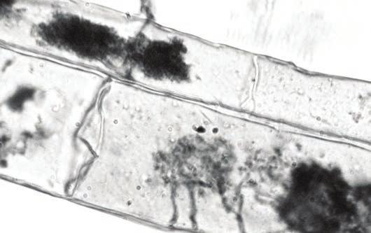 SeedSpor in etkin maddeleri Mycorrhiza (kök mantar) Besin maddeleri ve suya erişim Mycorrhiza olarak bitki köklerinin ortak yaşamı ve topraktaki