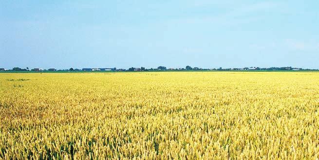Bilgi: Mısır ve buğdaydaki verim artışı deneme koşulları altında elde edilmiştir.