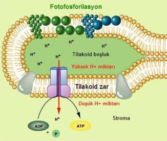 8.2. Fotofosforilasyon Fotosentetik enerji dönüşümünde, ışık tarafından uyarılan elektron akışı ADP ve Pi den ATP' nin oluşumunda ve NADP + ' nin