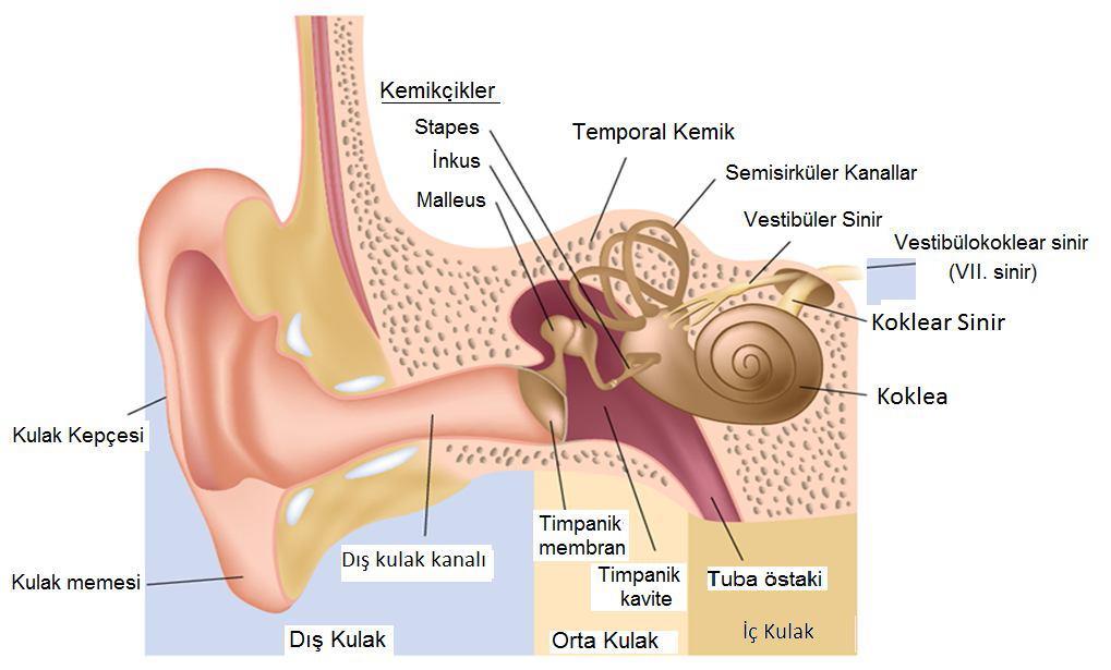 2.GENEL BİLGİLER 2.1. Kulak Anatomisi Kulak, işitme ve dengenin periferik organı olup, temporal kemik içine yerleşmiş şekilde bulunmaktadır.