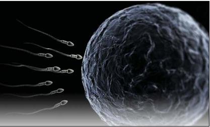 Sütçü Düvelerde Cinsiyeti Belirlenmiş Sperma ile Farklı Saatlerde Yapılan Tohumlamanın Gebelik Oranı Üzerine Etkisi X-Y