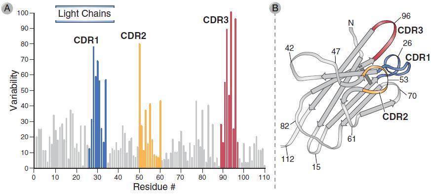V L veya V H amino ucundan kaynaklanan bu bölgelere CDR1, CDR2, CDR3 denir. CDR3 ler en değişkendir.