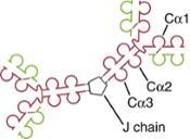 Isotope of Antibody IgA Subtypes (H Chain) IgA1,2 (α1 or α2) Serum