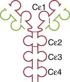 5 6 Serum Halflife (days) Secreted Form Mainly dimer; also monomer, trimer