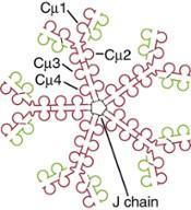 IgG IgM IgG1-4 13.5 23 Monomer (γ1, γ2, γ3, or γ4) None (μ) 1.