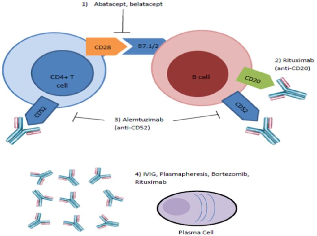 Anti-CD52