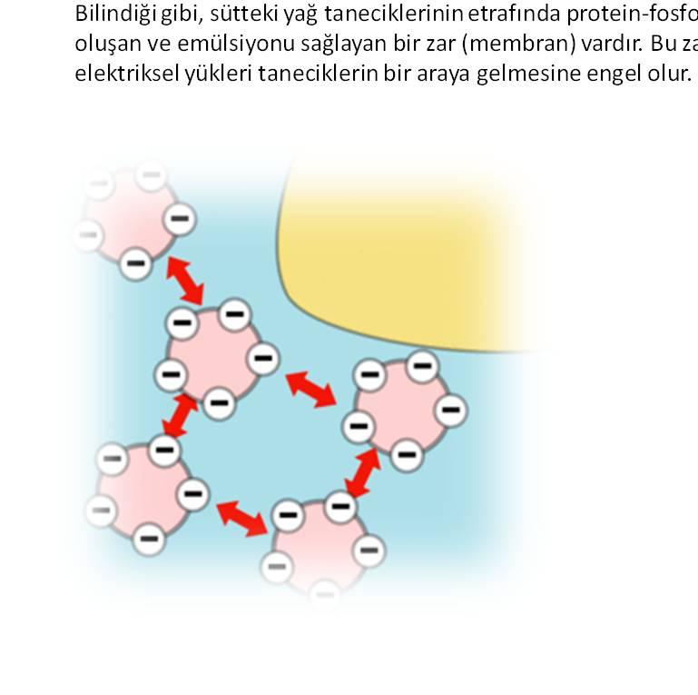 Bilindiği gibi, sütteki yağ taneciklerinin etrafında protein-fosfolipid kompleksinden oluşan ve emülsiyonu sağlayan bir zar (membran)