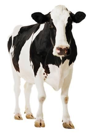 Hayvan Irkının Etkisi: Süt hayvanlarının süt verimi ve bileşimindeki maddelerin oranları, her ülkenin kendi