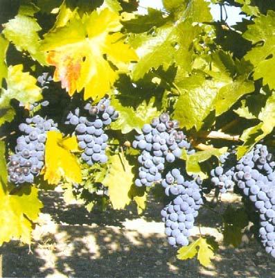 özgü aromalı, dolgun ve dengeli şaraplar vermektedir. Ülkemizin en tanınmış kırmızı şaraplık üzüm çeşididir (Şekil 3.2.).