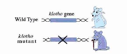 Klotho : Bazı önemli fizyolojik özellikleri: Bir anti-aging proteindir, Yaşlanmayla birlikte miktarı azalır.