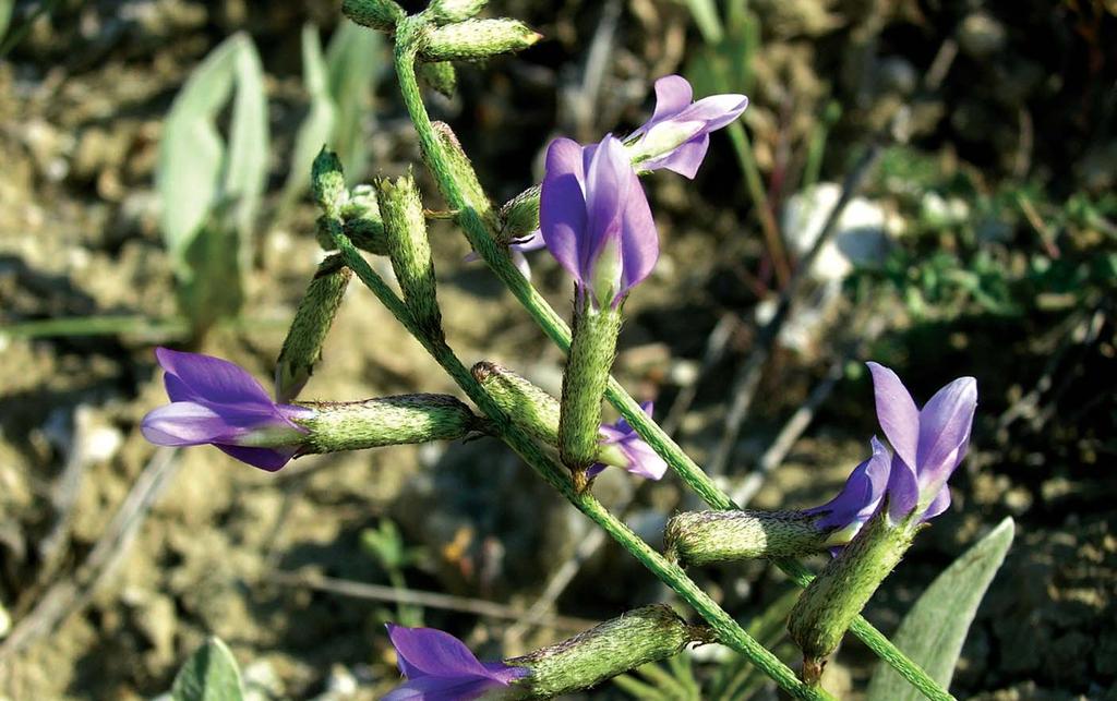 Kirmir Vadisi ORT007 Ýzlenmesi Gerekli Ayný (0) Beypazarý geveni (Astragalus beypazaricus) Mecit Vural Yüzölçümü : 37142 ha Yükseklik : 480 m - 1080 m Boylam : 32,00ºD Ýl(ler) : Ankara Enlem :