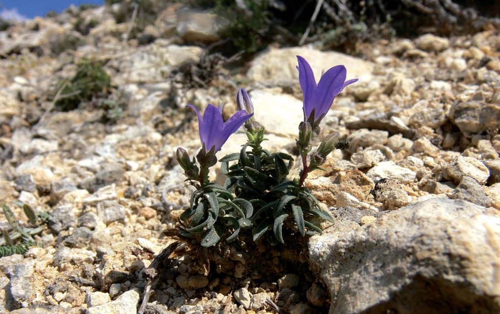 Kazan Tepeleri ORT009 Acil Gerileme (-1) Campanula domboldtiana Mecit Vural Yüzölçümü : 43943 ha Yükseklik : 840 m - 1636 m Boylam : 32,77ºD Ýl(ler) : Ankara Enlem : 40,10ºK Ýlçe(ler) : Çubuk, Kazan,