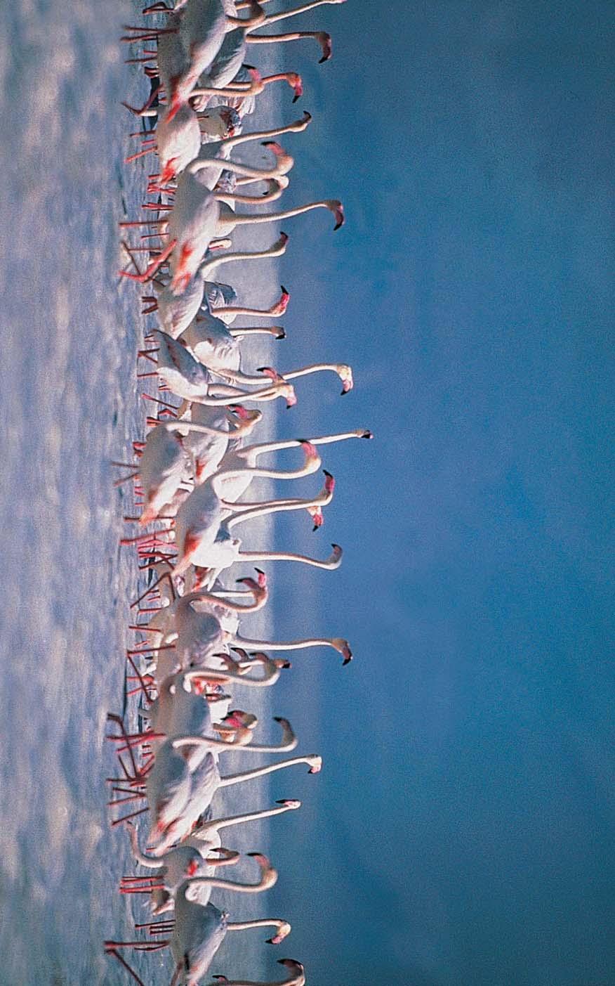 Tersakan Gölü ORT022 Çok Acil Gerileme (-2) Flamingo (Phoenicopterus roseus) Cüneyt Oðuztüzün Yüzölçümü : 11961 ha Yükseklik : 920 m - 930 m Boylam : 33,05ºD Ýl(ler) : Konya Enlem : 38,58ºK Ýlçe(ler)