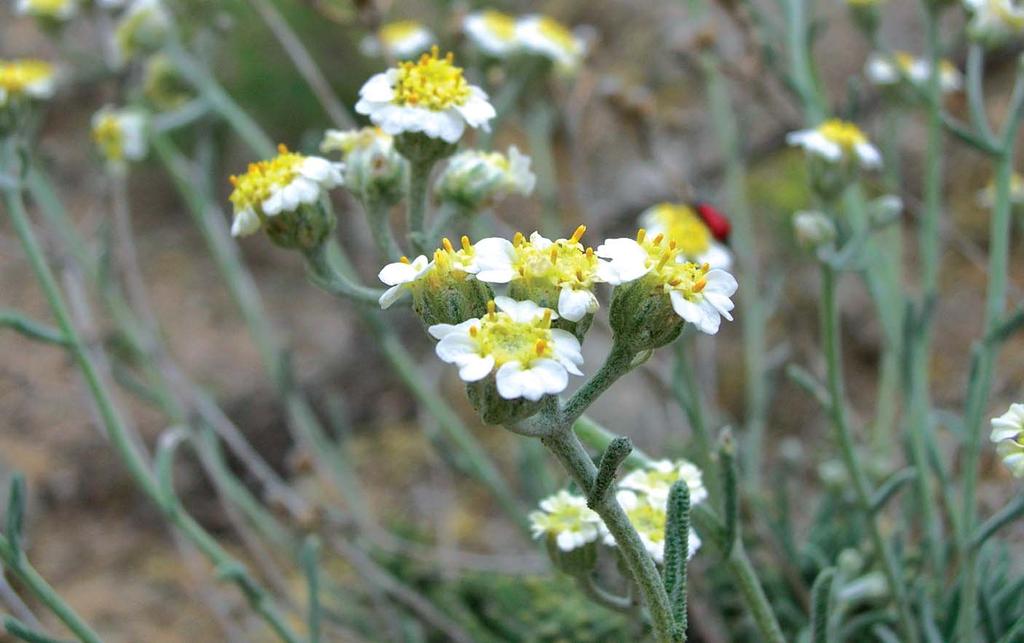 Acýkýr Bozkýrlarý ORT003 Ýzlenmesi Gerekli Ayný (0) Achillea ketenoglui Mecit Vural Yüzölçümü : 98439 ha Yükseklik : 650 m - 1819 m Boylam : 31,77ºD Ýl(ler) : Eskiþehir Enlem : 39,45ºK Ýlçe(ler) :