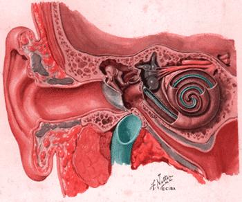 Şekil 1: Kulağın anatomik yapısı (Koronal kesit) www.hearingcarecenter.com Dış kulak yolu; kavum konkadan tm lateraline kadar olan bölümdür.