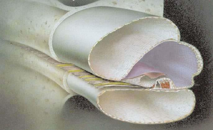limbustaki interdental hücreler ve tektorial membran vardır. Duktus koklearis, kokleanın spiral kanalını tüm uzunluğunca takip eder.
