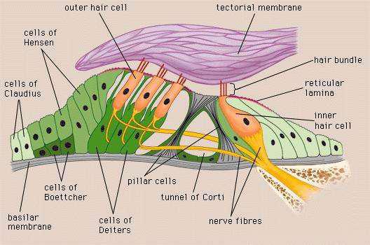uzunlukları artmaktadır. Dış saçlı hücrelerin her birisinde altı veya yedi dizi sterosilya bulunur. Bu sterosilyalardan en uzunu tektoriyal membranın alt ucuna bağlanır.