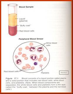 Plazma ve kan hücrelerinin tüp içinde