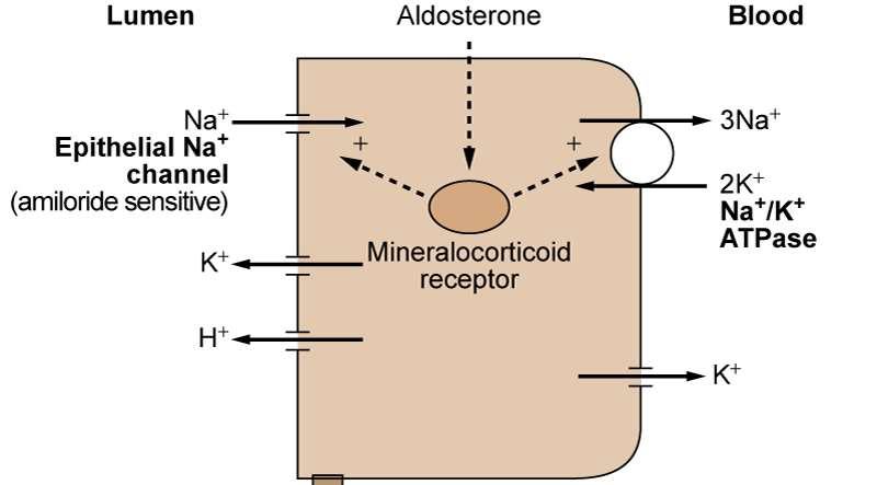 Belirgin Mineralokortikoid Fazlalığı Tip II bhsd Kortizol Tip II bhsd Kortizon (inaktif) Tip II b-hidroksisteroid dehidrogenaz (HSD) enzimi konjenital