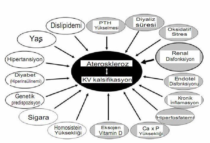 6 ilişkili artmış kalsiyum fosfor çarpımı, koroner damarlarda kalsiyum birikimi, yüksek parathormon düzeyleri, lipit metabolizma bozuklukları ve hiperhomosisteinemi KBY hastalarında KVH sıklığının