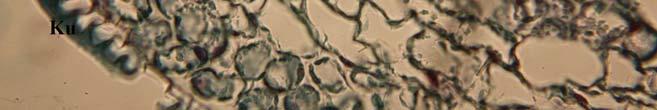 33 µm boyunda ve 31.01-32.6 µm enindedir (Şekil 4.3 a,b ve çizelge 4.2). a. b. Şekil 4.