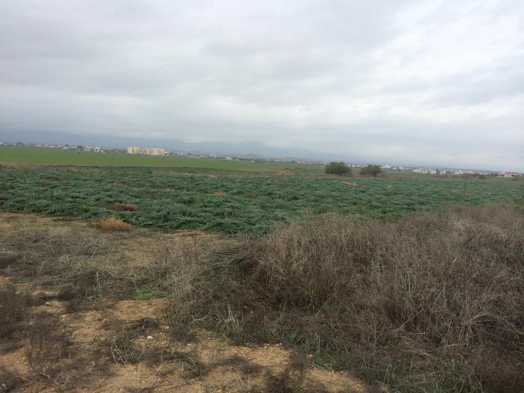 Foto 7 : Proje alanının Doğusunda hali arazi, Turizm tanıtım ofisi ve 160 m Doğusunda Mağusa-Karpaz anayolu