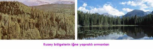 3. Ekosistem tipleri - karasal 4 temel karasal ekosistem: A)Orman ekosistemleri 1) Tayga ormanları (iğne yapraklılar)