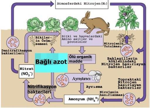 Nitrojen (Azot)