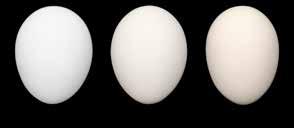 Yumurta Standartları ve Yumurta Büyüklüğü Dağılımı HAFTA YAŞI YUMURTA KALİTESİ HAUGH BİRİMİ % KATI MADDE KIRILMA DİRENCİ 18 98.0 22.4 4280 20 97.6 22.9 4260 22 96.8 23.2 4250 24 96.0 23.5 4240 26 95.