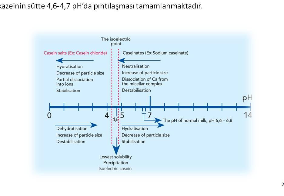 İkincisi, solüsyonun (sütün) ph sı mevcut kazein çeşitlerinin izoelektrik noktasına yaklaşmakta veya geçmektedir.