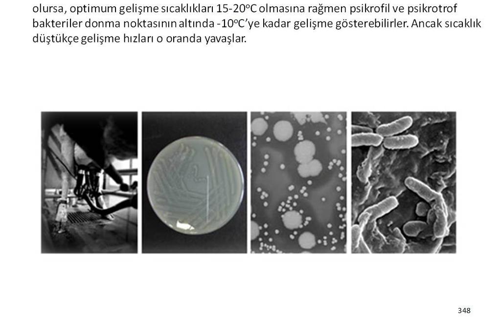 bozan mikroorganizmalar daha etkindirler. 347 Bu sebeple soğutulan sütte mikroorganizma faaliyetinin kesinlikle önlenebileceği düşünülmemelidir.