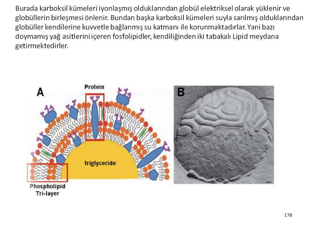 Membranın dış tabakasını ise, Bu lipoprotein birimleri küresel şekilde organik moleküllerdir. Bunlar yapılarında NH2 ve COOH kümelerini bulundurduklarından kuvvetle su molekülü ile sarılırlar.