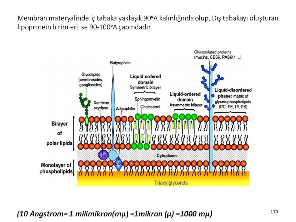 Membran materyalinde iç tabaka yaklaşık 90 o A kalınlığında olup, Dış tabakayı oluşturan lipoprotein