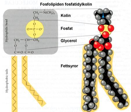 Yağ globül membran materyalinde bulunan bileşenleri şu şekilde özetleyebiliriz: Proteinler: Membran proteinleri oldukça spesifiktirler. En az 10 farklı protein vardır.