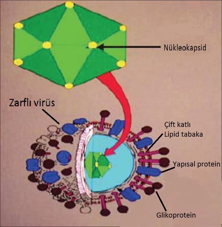 ġekil 1.3. Herpesvirus Ģematik yapısı (Pawar ve ark 2012).