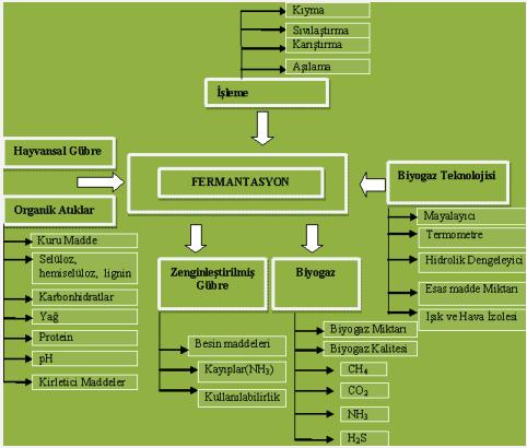Şekil 2.2 Biyogaz üretim döngüsü (Amon ve Boxberger 2000) 2.4 Biyogaz Oluşumu Biyogaz basit anlatımla organik materyallerin oksijensiz ortamda yapısı bozularak üretilen bir gazdır.