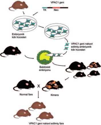 Bahri Karaçay Genlerin İşlevini Öğrenme Sanatı: Gen Nakavtı Genlerin nakavt edilme işlemi: VPAC1 genini nakavt etmek için önce laboratuvar şartlarında daha önce fare DNA sından izole ettiğim VPAC1