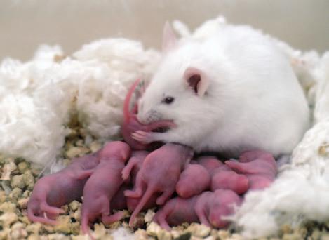 Haberler Transgenik Fare Sütünde İnsan Gamma İnterferon Proteini Üretimi Haydar Bağış* Transgenik (Tg) hayvan kendi genomunda yabancı DNA parçası taşıyan hayvan olarak tanımlanabilir.