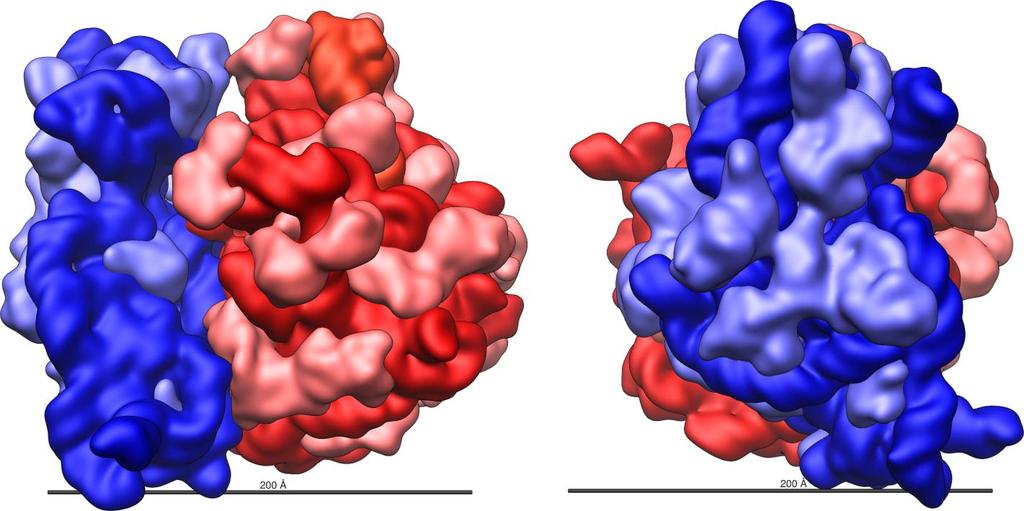 148 rrna (Ribozomal RNA) İkinci RNA tipini, sitoplazmanın endoplazmik retikulumunun ribozom