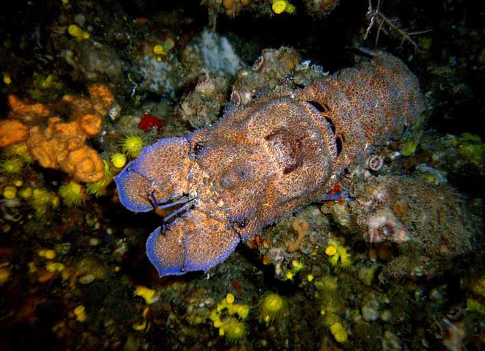 Büyük karavida (Scyllarides latus) romis chromis) geniş açı görüntü almama adeta renk katıyorlar. Gece görmeye alıştığımız karidesleri burada gündüz de gözlemlemek mümkün.