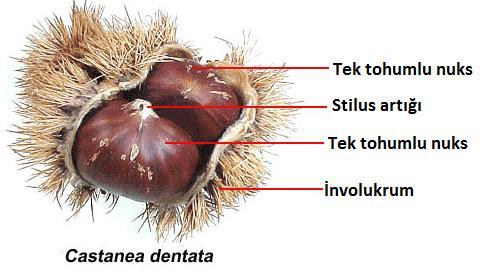 sert, açılamayan