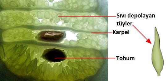 bakımından zengindir.