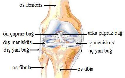 Eklemler İskelet sistemini meydana getiren en az iki veya daha fazla kemiği Birleştiren anatomik