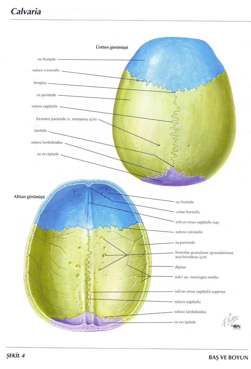 A- Oynamaz Eklemler (Synarthrosis,