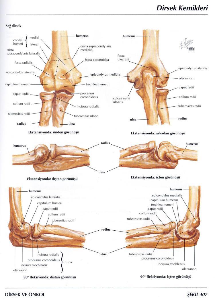 Ginglimus Eklem C- Oynar Eklemler (Diarthrosis) (Ginglymus, art. trochlearis-menteşe eklem) Eklem yüzlerinden biri makara, diğeri bu makarayı içine alacak şekildedir.