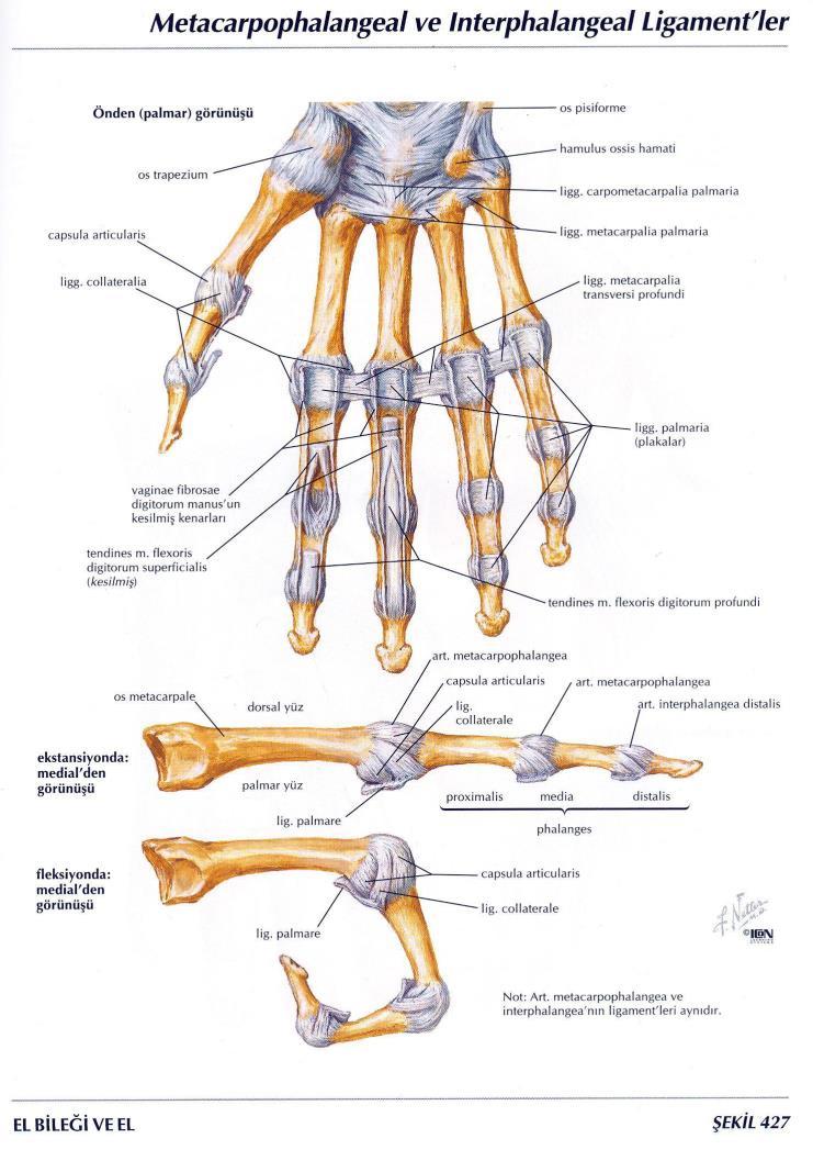 Ginglimus Eklem C- Oynar Eklemler (Diarthrosis) (Ginglymus, art. trochlearis-menteşe eklem) Eklem yüzlerinden biri makara, diğeri bu makarayı içine alacak şekildedir.