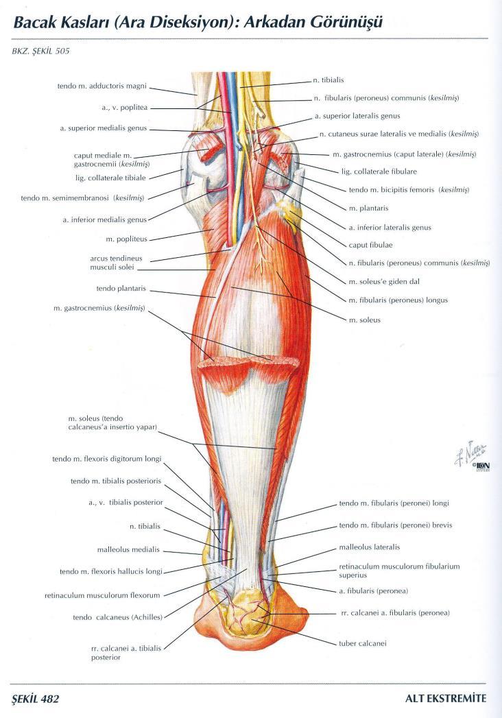 İskelet Kaslarının Yardımcı Elemanları Tendon