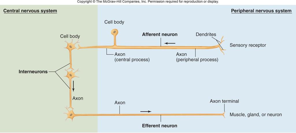 11 A.1 İşlevlerine göre nöronlar Merkezi Sinir Sistemi Hücre gövdesi Çevresel Sinir Sistemi Hücre gövdesi Getirici nöron Dendritler Duyu